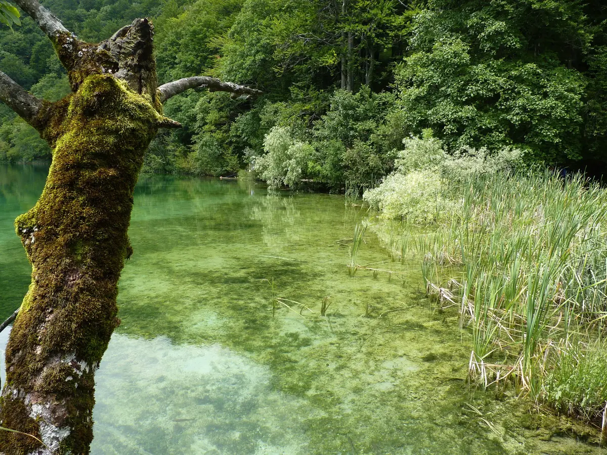 Clear water at Lake Galovac