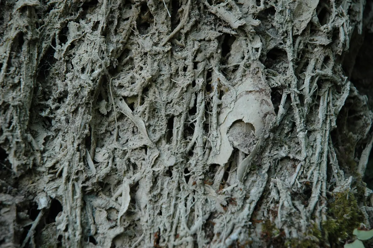 Travertine close-up
