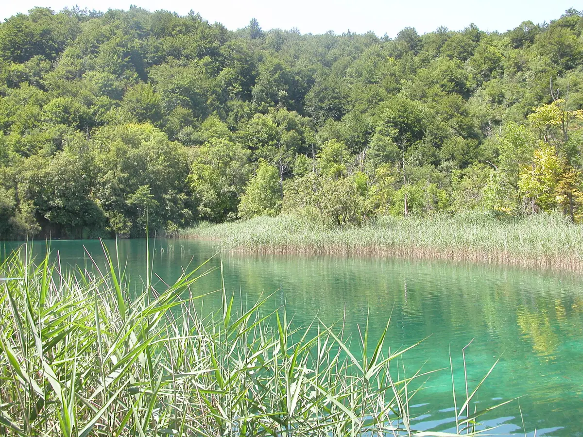 An upper lake with reeds in summer